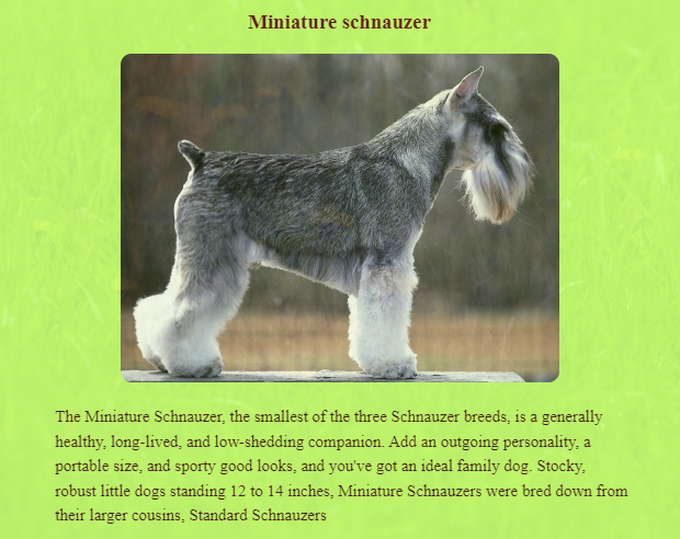 mini schnauzer project preview